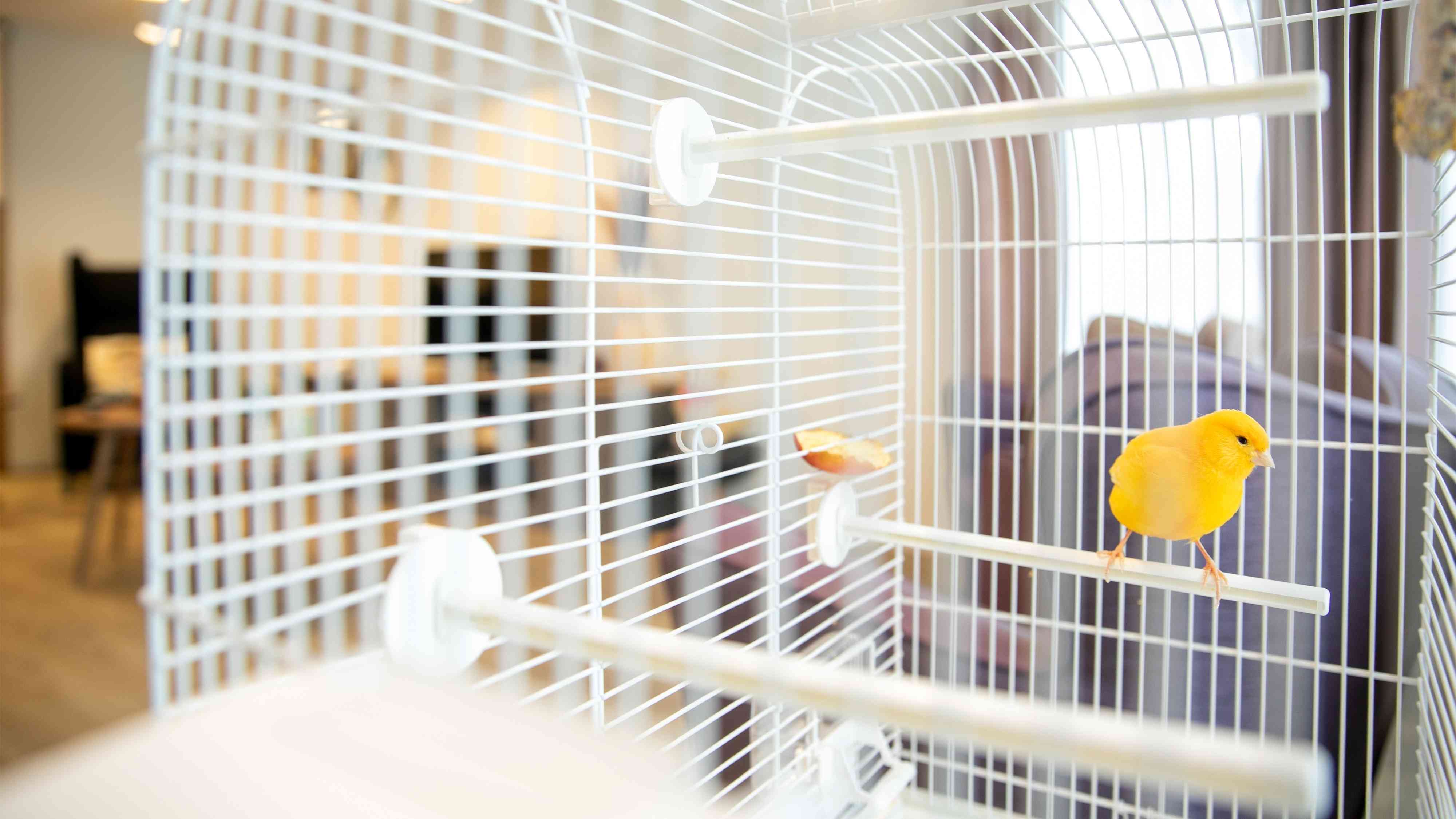 Het vogeltje in de gezamenlijke woonkamer 