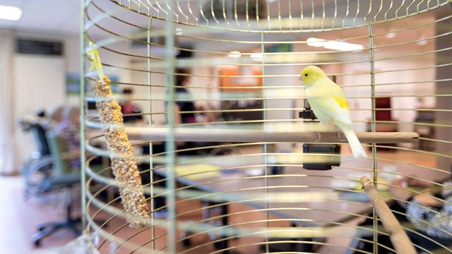 Het vogeltje in de gezamenlijke woonkamer